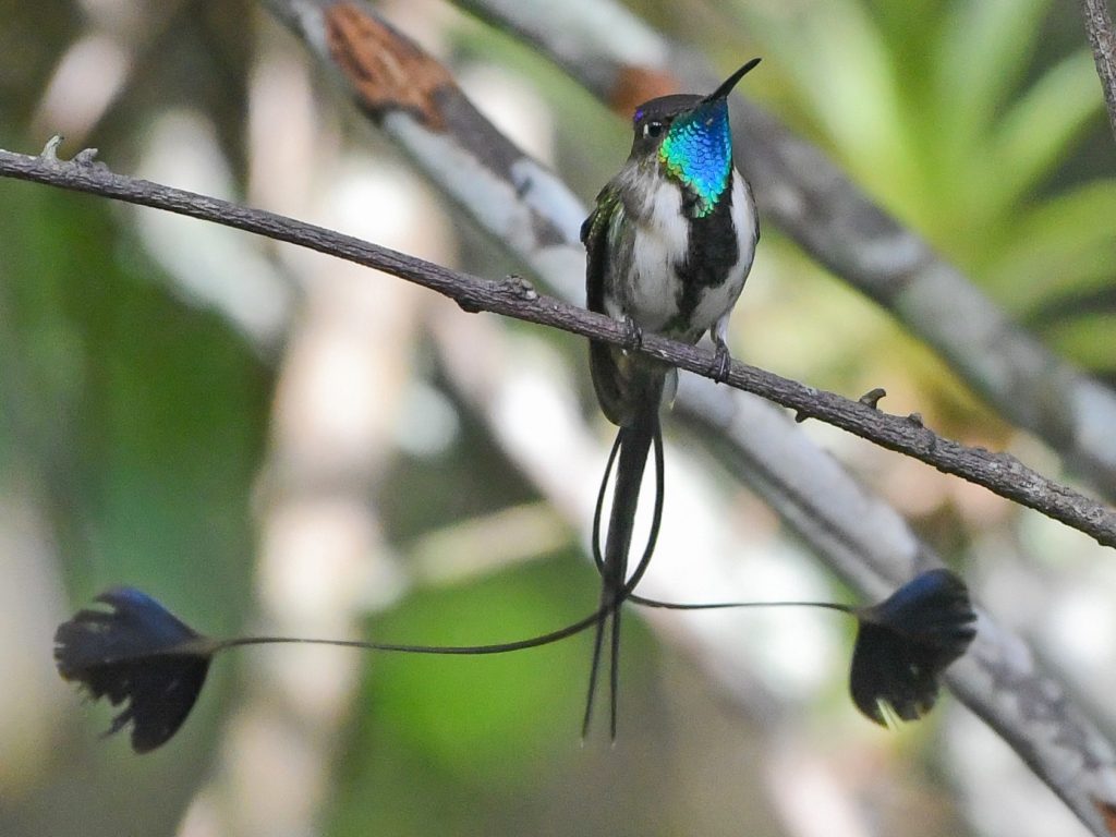 Marvelous spatuletail Top 20 Most Beautiful Colorful Birds in The World - 63