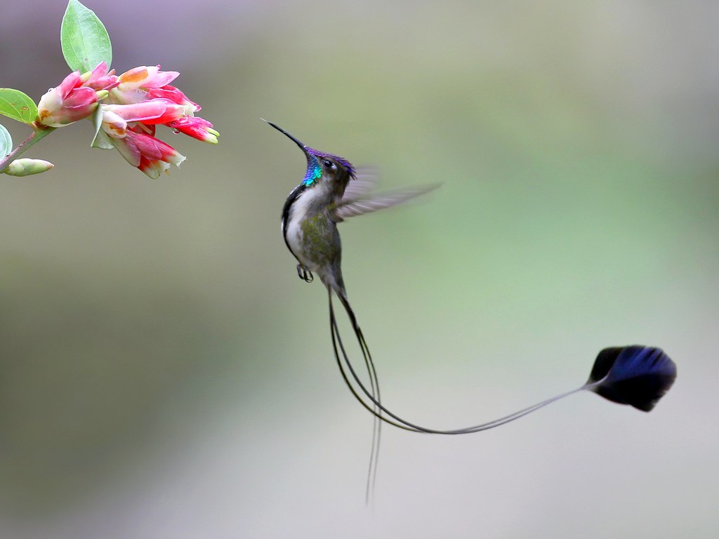 Marvelous-spatuletail.. Top 20 Most Beautiful Colorful Birds in The World