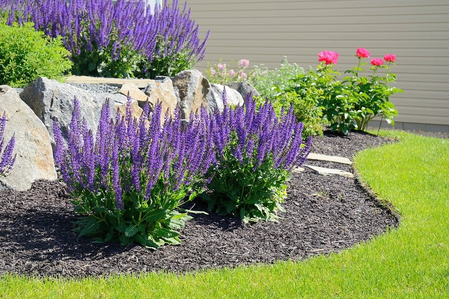 Best 30 Bright Colorful Flowers for Your Garden 28 May Night Sage. 1 Best 30 Bright Colorful Flowers for Your Garden - 28