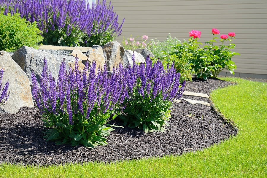 May Night Sage. 1 Best 30 Bright Colorful Flowers for Your Garden - 28