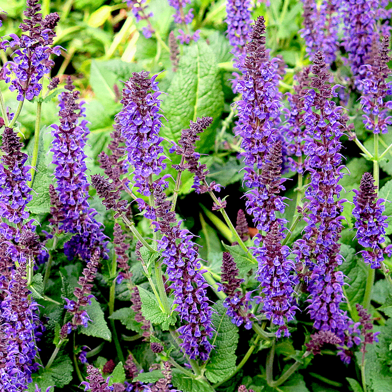 Best 30 Bright Colorful Flowers for Your Garden 27 May Night Sage Best 30 Bright Colorful Flowers for Your Garden - 27