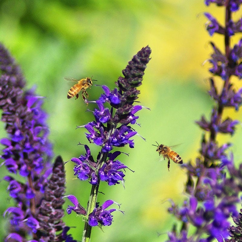 Best 30 Bright Colorful Flowers for Your Garden 26 May Night Sage Best 30 Bright Colorful Flowers for Your Garden - 26