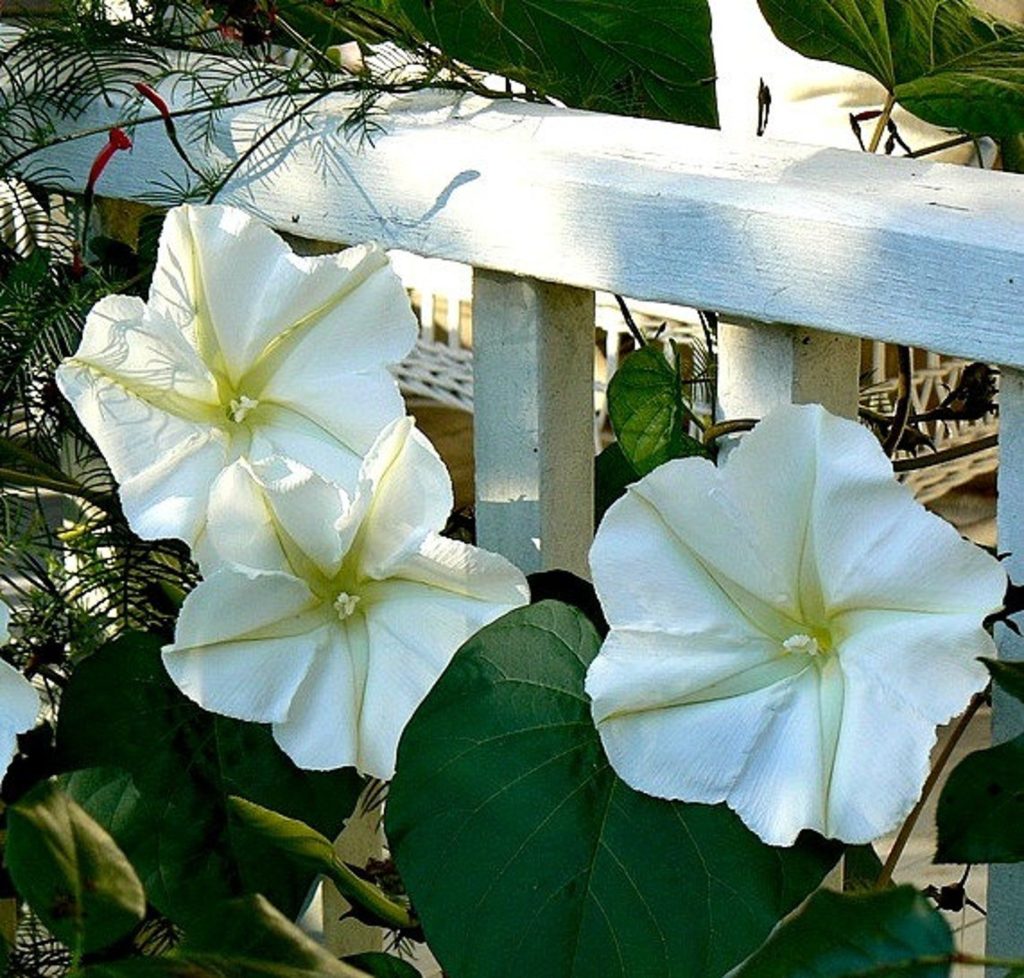 Top 10 Flowers that Bloom at Night 19 Moonflower 1 Top 10 Flowers that Bloom at Night - 19