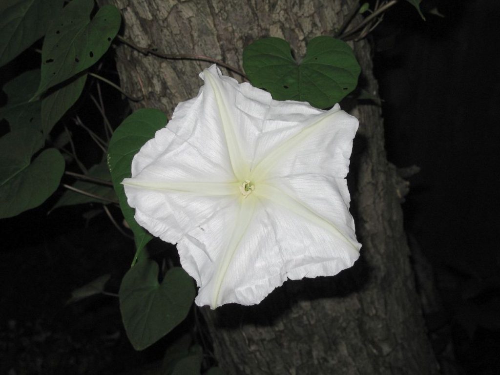 Moonflower.-1024x768 Top 10 Flowers that Bloom at Night