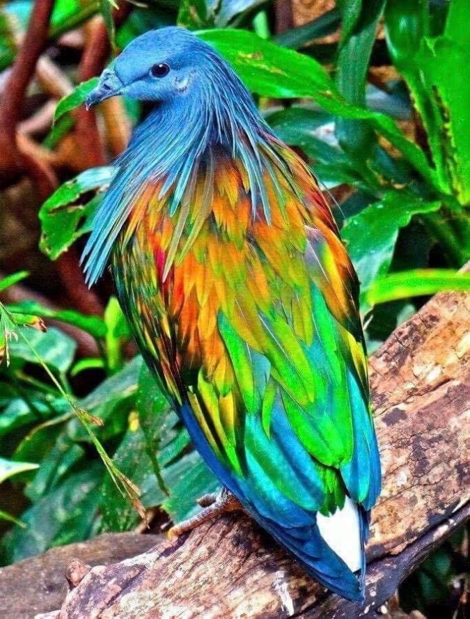 Nicobar pigeon Top 20 Most Beautiful Colorful Birds in The World - 40