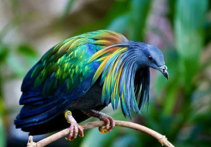 Nicobar-pigeon.-1-675x471 Top 20 Most Beautiful Colorful Birds in The World