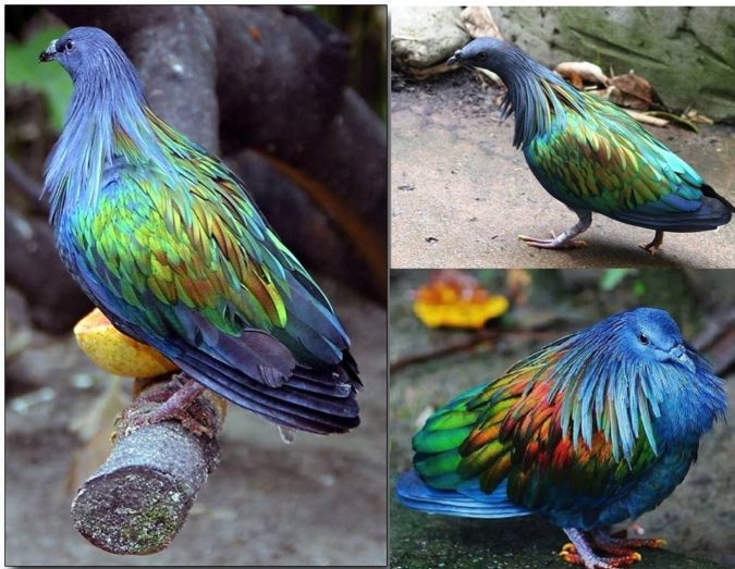Nicobar pigeon.. Top 20 Most Beautiful Colorful Birds in The World - 43