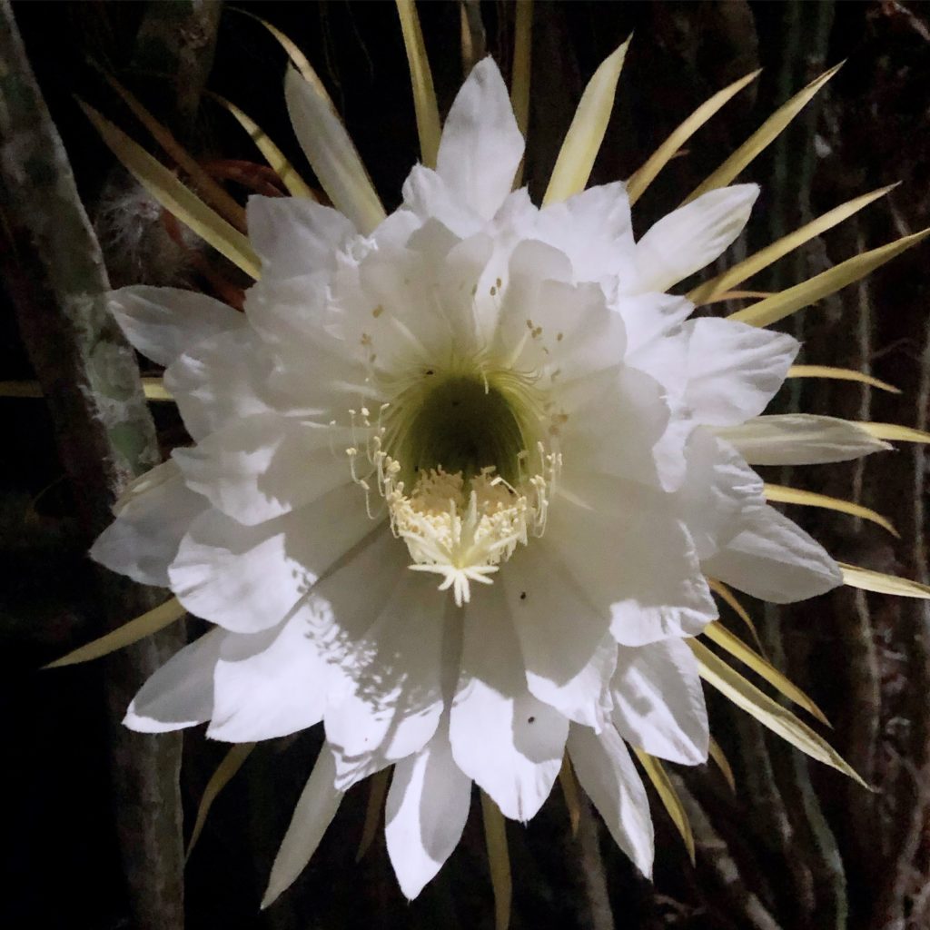 Night Blooming Cereus Top 10 Flowers that Bloom at Night - 22