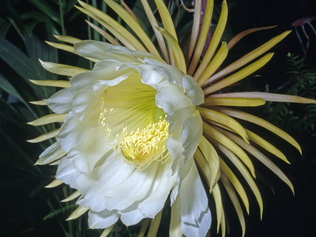 Top 10 Flowers that Bloom at Night 24 Night Blooming Cereus. Top 10 Flowers that Bloom at Night - 24