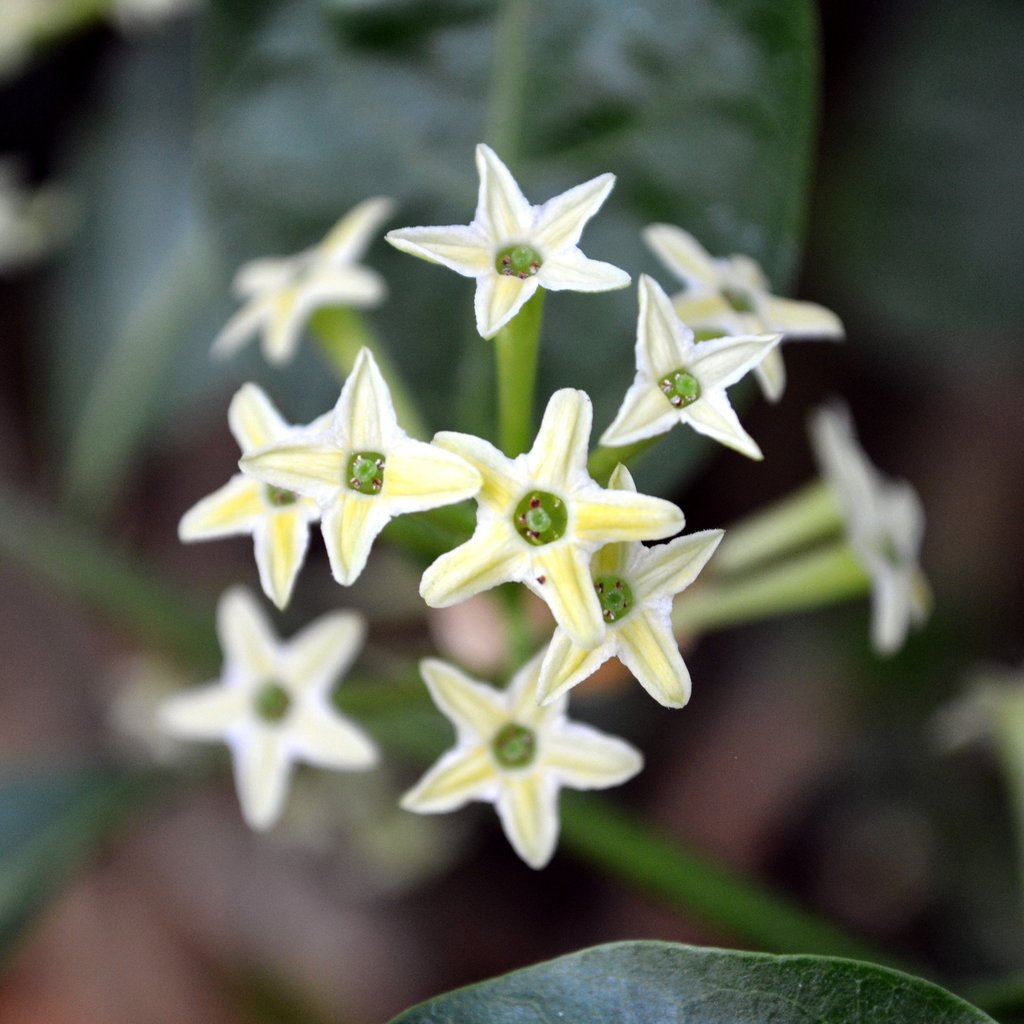 Top 10 Flowers that Bloom at Night 15 Night Blooming Jessamine.. Top 10 Flowers that Bloom at Night - 15