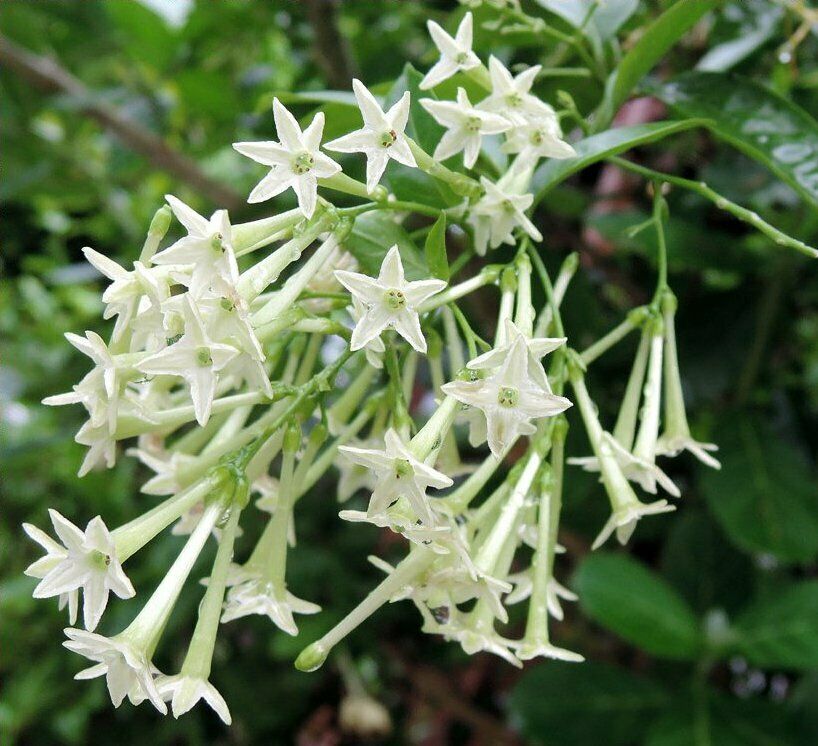 Top 10 Flowers that Bloom at Night 17 Night Blooming Jessamine Top 10 Flowers that Bloom at Night - 17