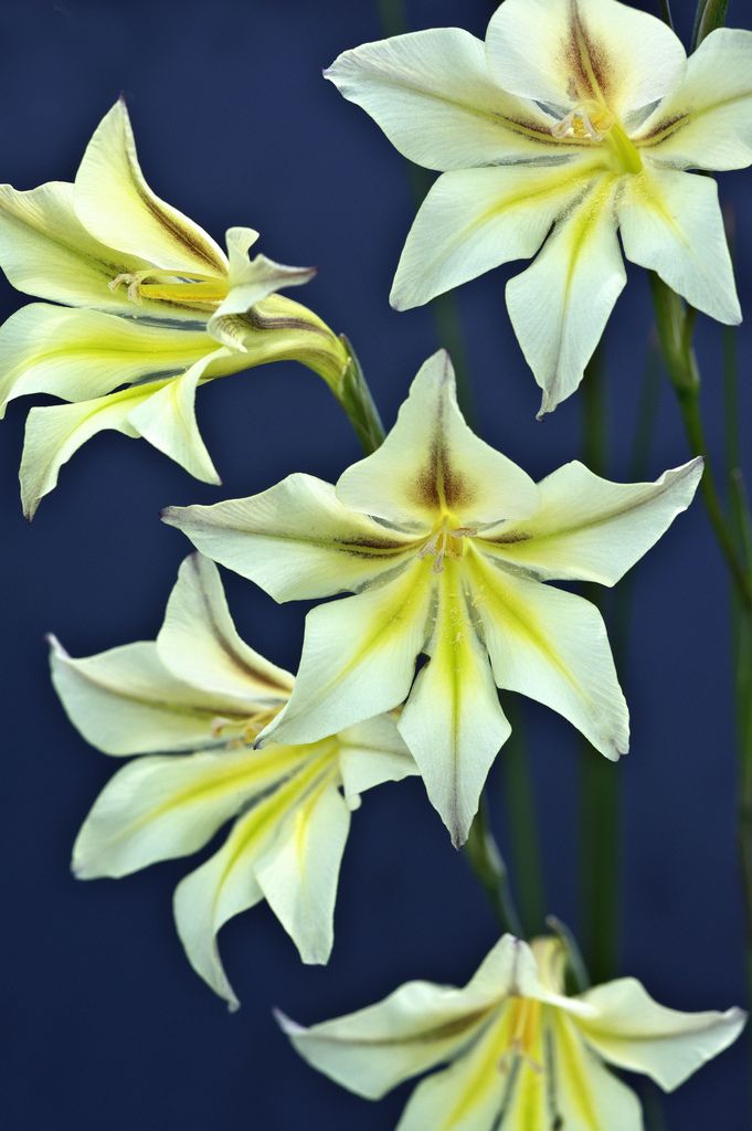 Night Gladiolus. 1 Top 10 Flowers that Bloom at Night - 25