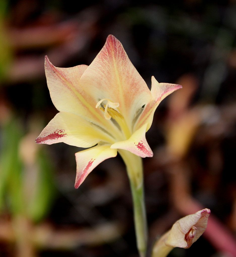 Night-Gladiolus.. Top 10 Flowers that Bloom at Night