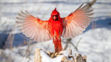 Northern Cardinal 1 Top 20 Most Beautiful Colorful Birds in The World - 5 dog breeds