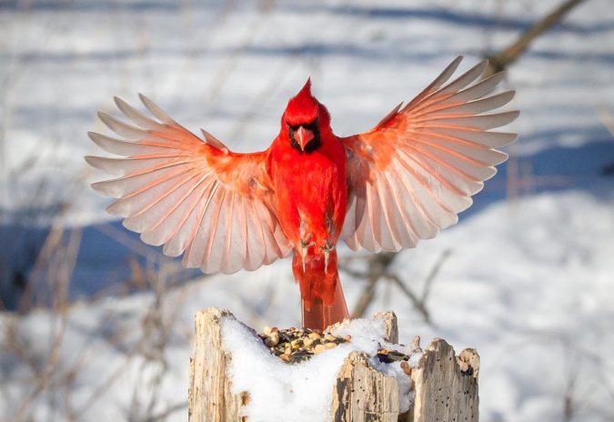 Northern-Cardinal-1-675x464 Top 20 Most Beautiful Colorful Birds in The World