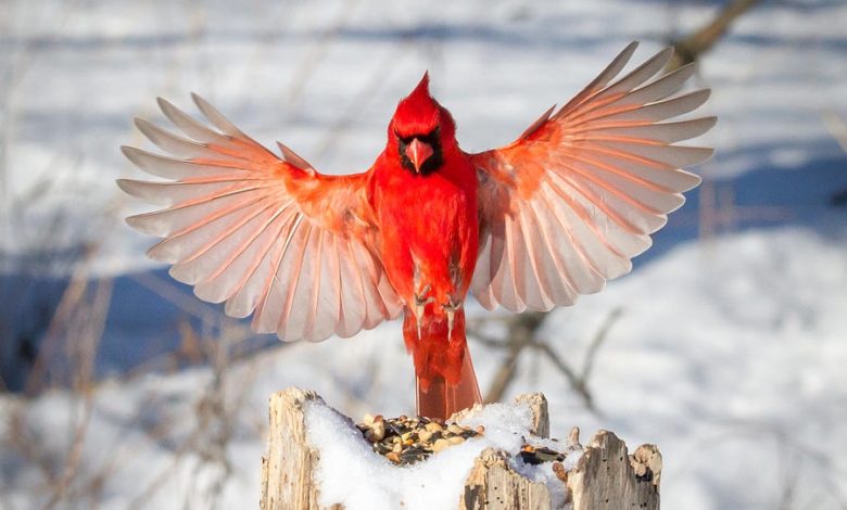 Northern Cardinal 1 Top 20 Most Beautiful Colorful Birds in The World - Beautiful Colorful Birds 1