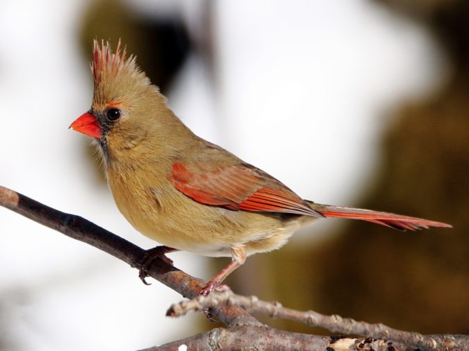 Northern Cardinal 2 Top 20 Most Beautiful Colorful Birds in The World - 36