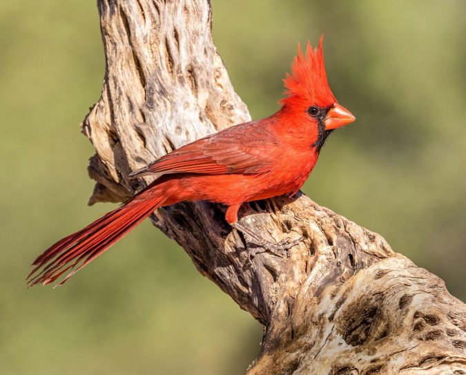 Northern Cardinal Top 20 Most Beautiful Colorful Birds in The World - 36