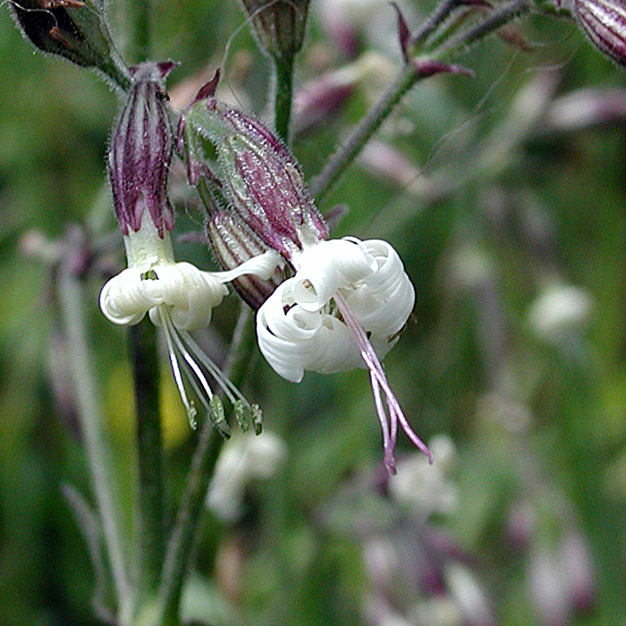 Nottingham-Catchfly-1 Top 10 Flowers that Bloom at Night