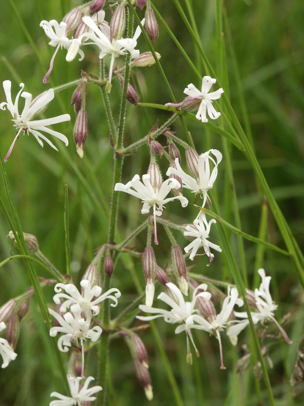 Top 10 Flowers that Bloom at Night 6 Nottingham Catchfly.. 2 Top 10 Flowers that Bloom at Night - 6