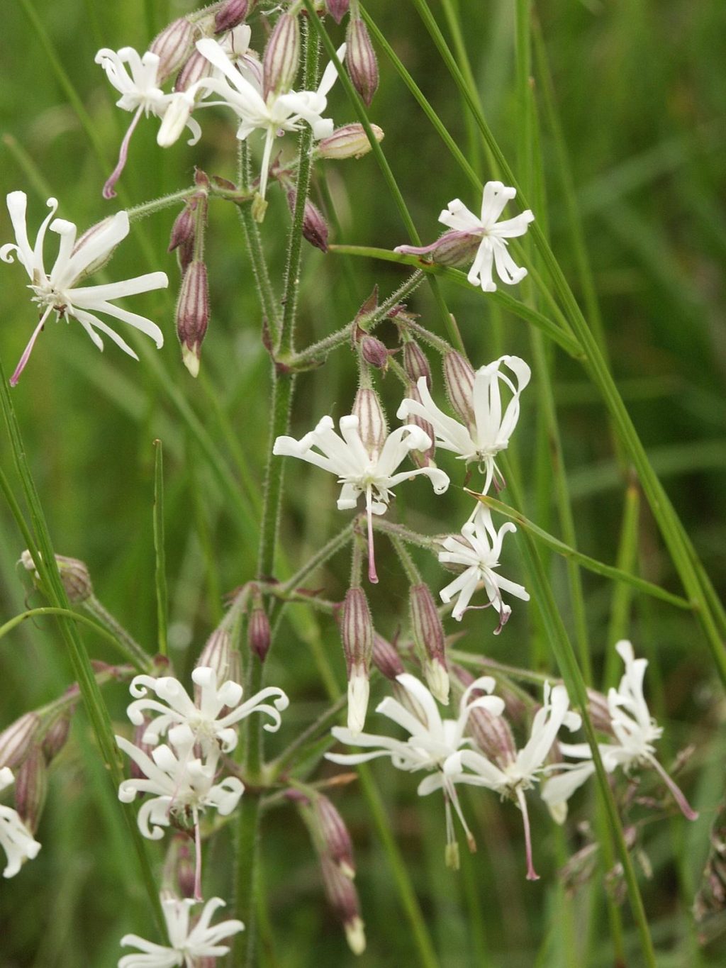 Nottingham Catchfly.. 2 Top 10 Flowers that Bloom at Night - 5