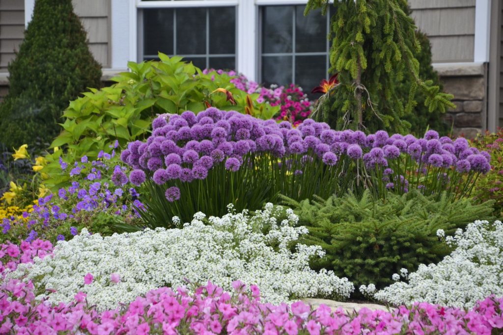 Top 10 Flowers that Bloom All Summer 14 Ornamental Onion ‘Millenium. 1 Top 10 Flowers that Bloom All Summer - 14