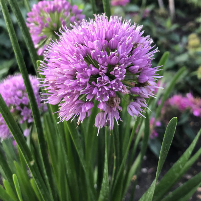 Top 10 Flowers that Bloom All Summer 12 Ornamental Onion ‘Millenium. Top 10 Flowers that Bloom All Summer - 12