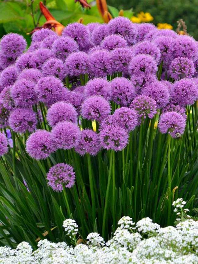 Top 10 Flowers that Bloom All Summer 13 Ornamental Onion ‘Millenium Top 10 Flowers that Bloom All Summer - 13