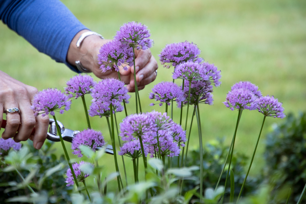 Top 10 Flowers that Bloom All Summer 15 Ornamental Onion ‘Millenium Top 10 Flowers that Bloom All Summer - 15