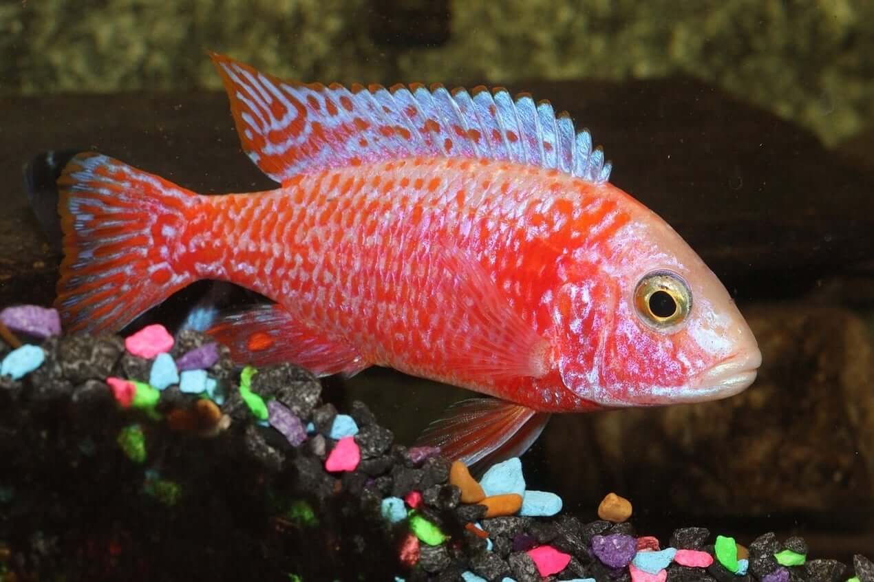 Peacock cichlid 1 Top 10 Most Beautiful Colorful Fish Types - 24