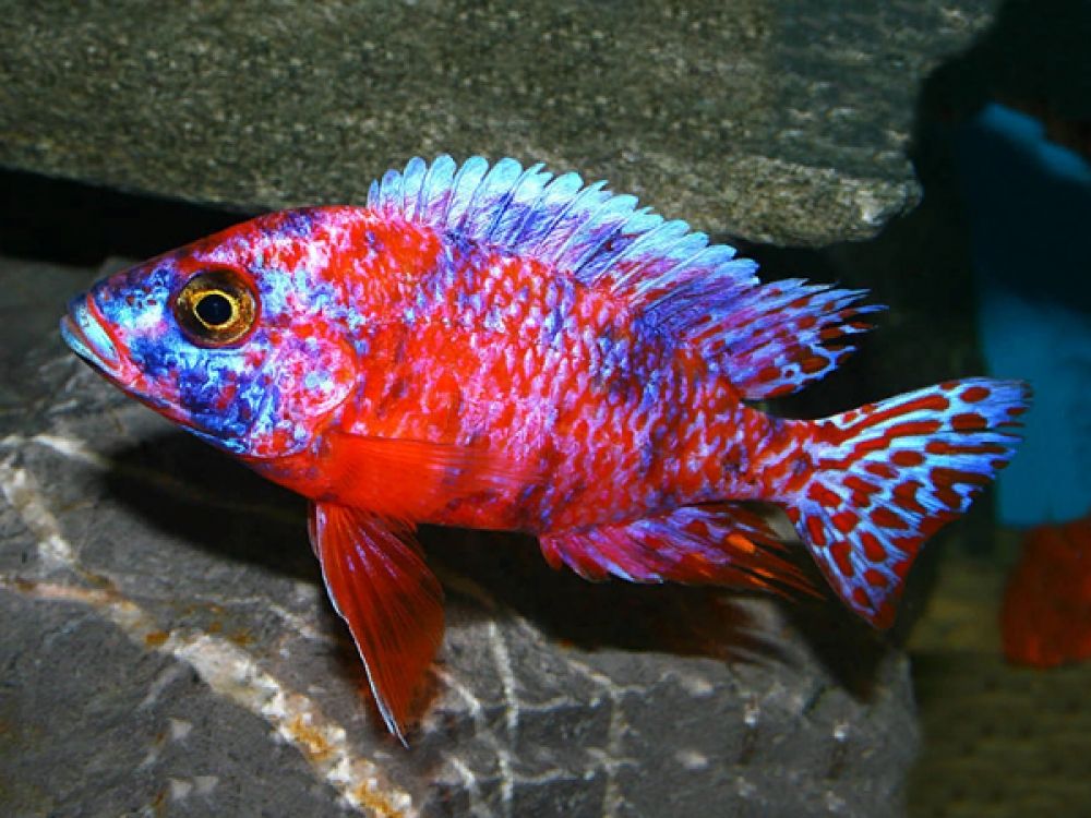 Peacock-cichlid.. Top 10 Most Beautiful Colorful Fish Types