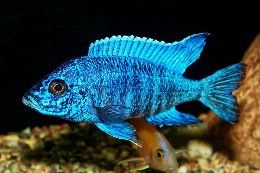 Top 10 Most Beautiful Colorful Fish Types 22 Peacock cichlid. Top 10 Most Beautiful Colorful Fish Types - 22