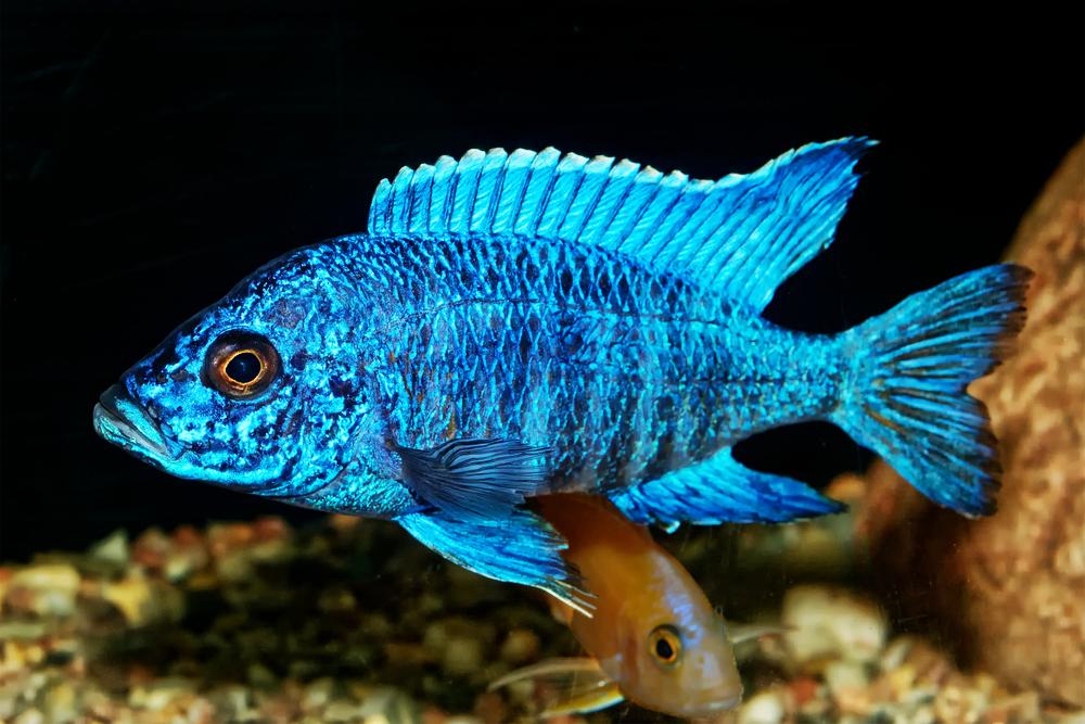 Peacock cichlid. Top 10 Most Beautiful Colorful Fish Types - 22