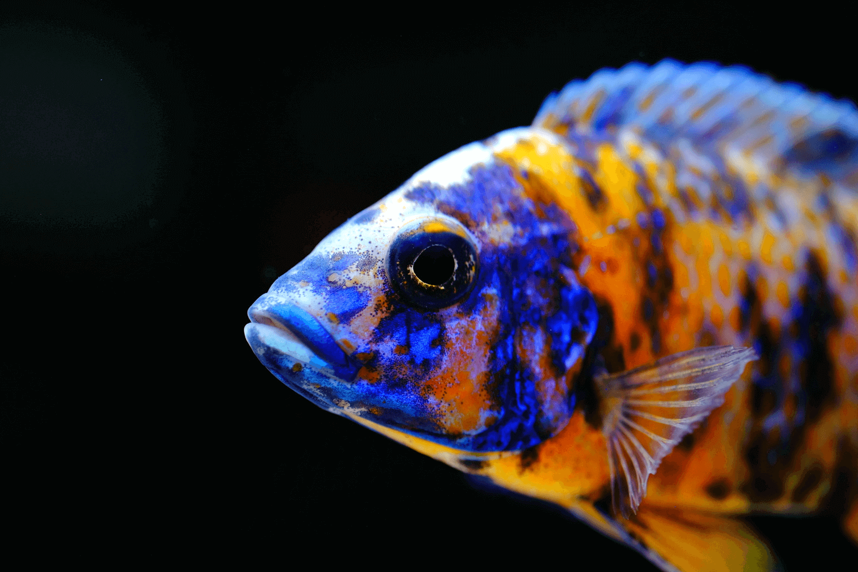 Peacock cichlid Top 10 Most Beautiful Colorful Fish Types - 23