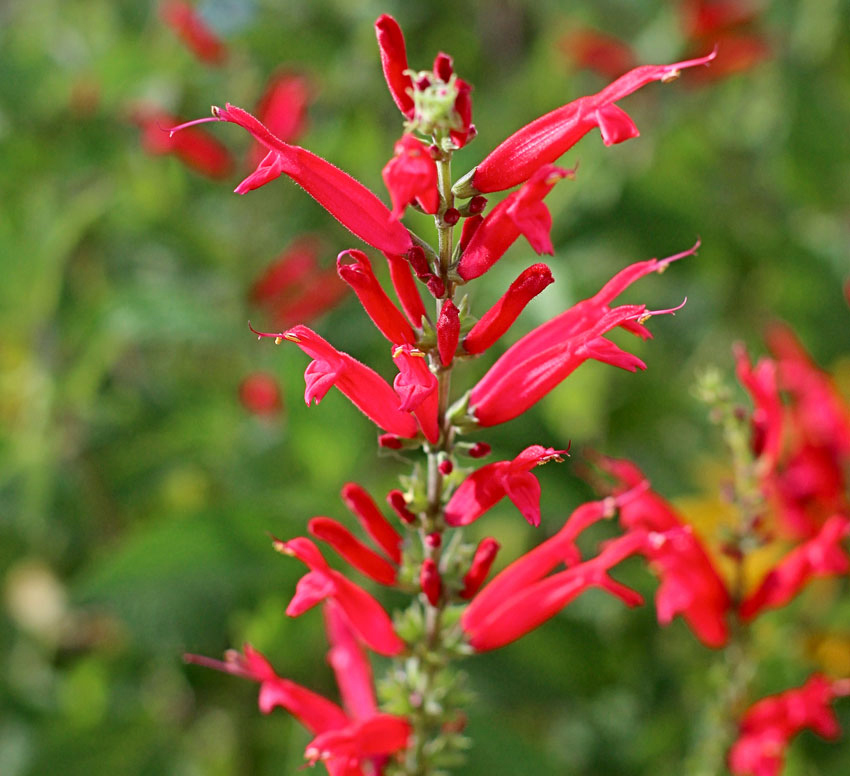 Best 30 Bright Colorful Flowers for Your Garden 5 Pineapple sage 1 Best 30 Bright Colorful Flowers for Your Garden - 5