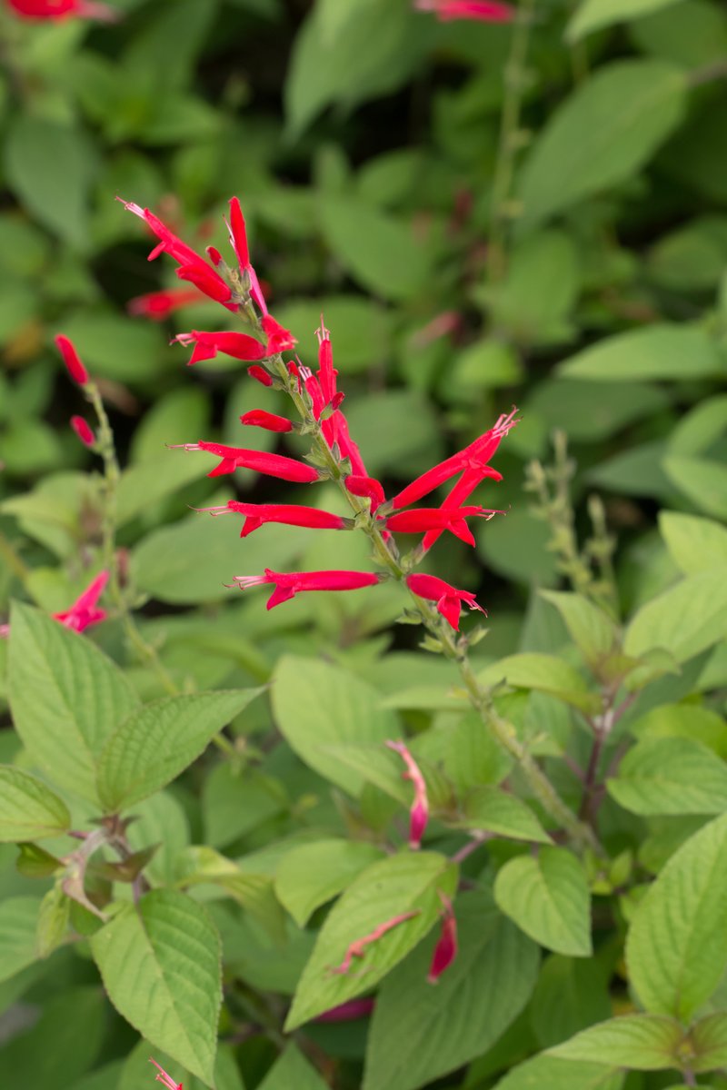 Best 30 Bright Colorful Flowers for Your Garden 4 Pineapple sage Best 30 Bright Colorful Flowers for Your Garden - 4