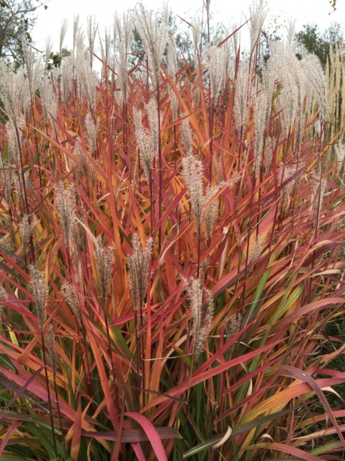 Purple-Flame-Grass-1-675x900 Top 10 Flowers that Bloom All Summer