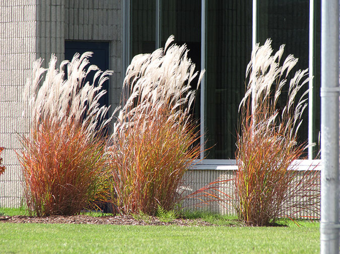 Top 10 Flowers that Bloom All Summer 32 Purple Flame Grass Top 10 Flowers that Bloom All Summer - 32