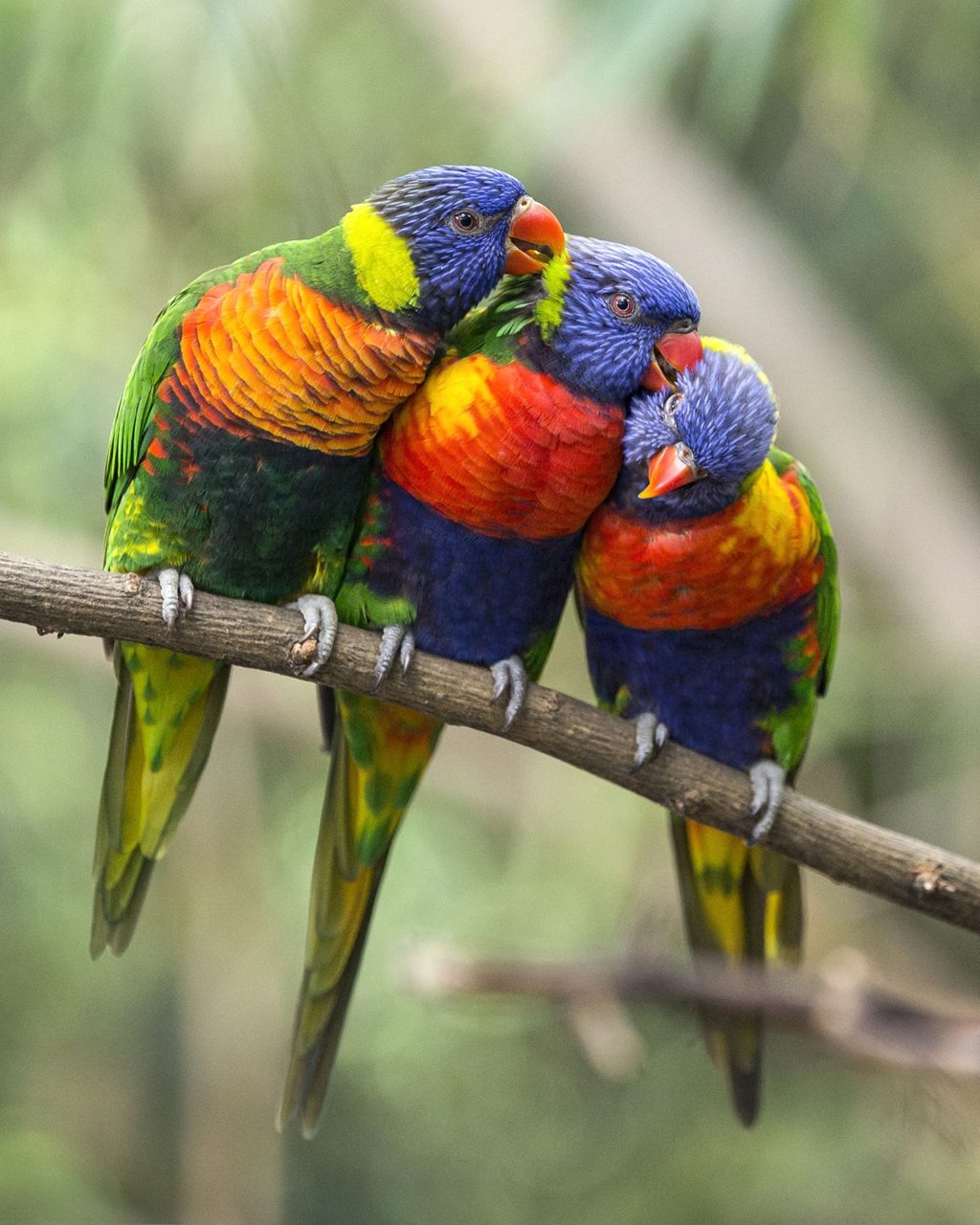 Rainbow-lorikeet-1-1024x1280 Top 20 Most Beautiful Colorful Birds in The World