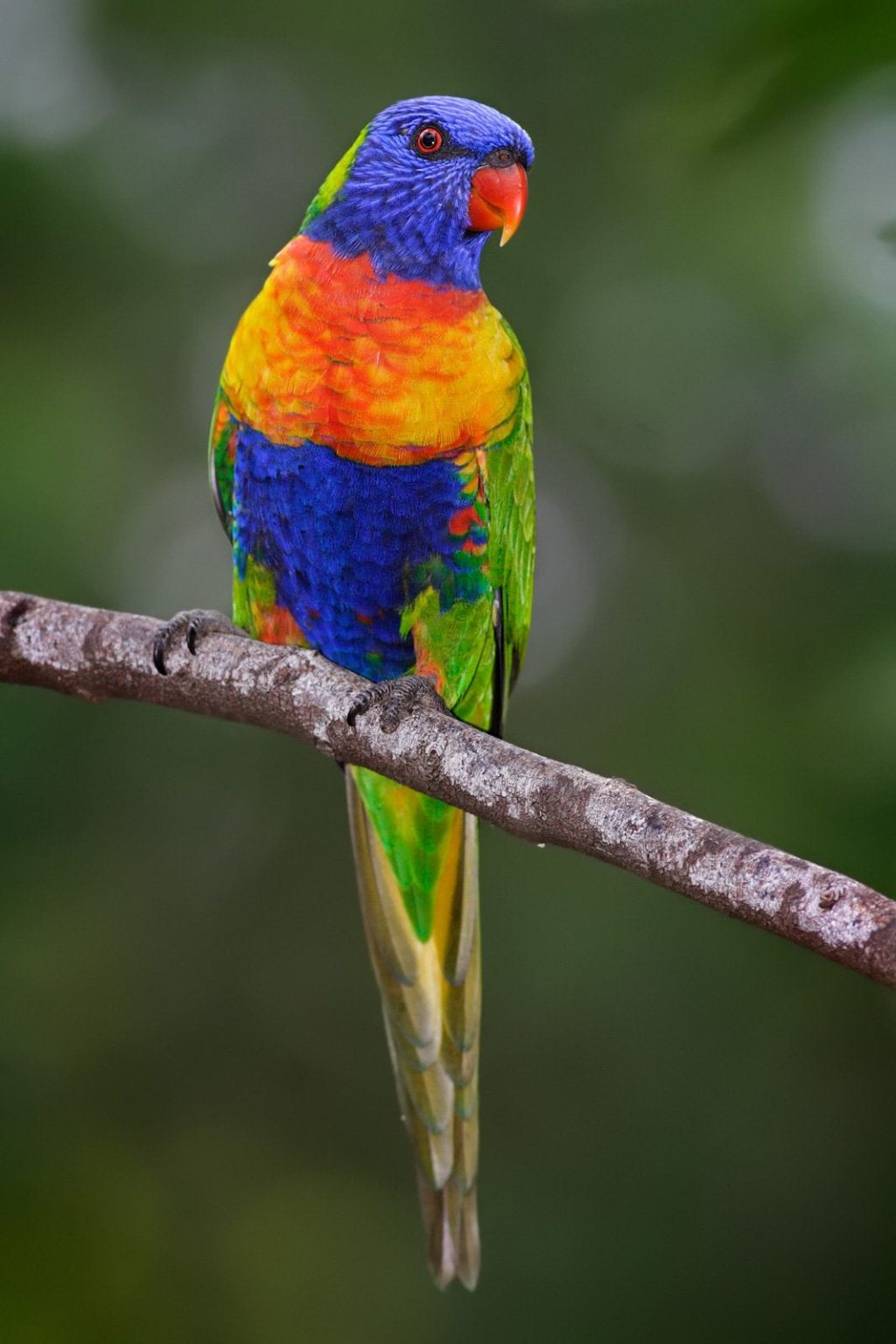 Rainbow lorikeet. 2 Top 20 Most Beautiful Colorful Birds in The World - 22