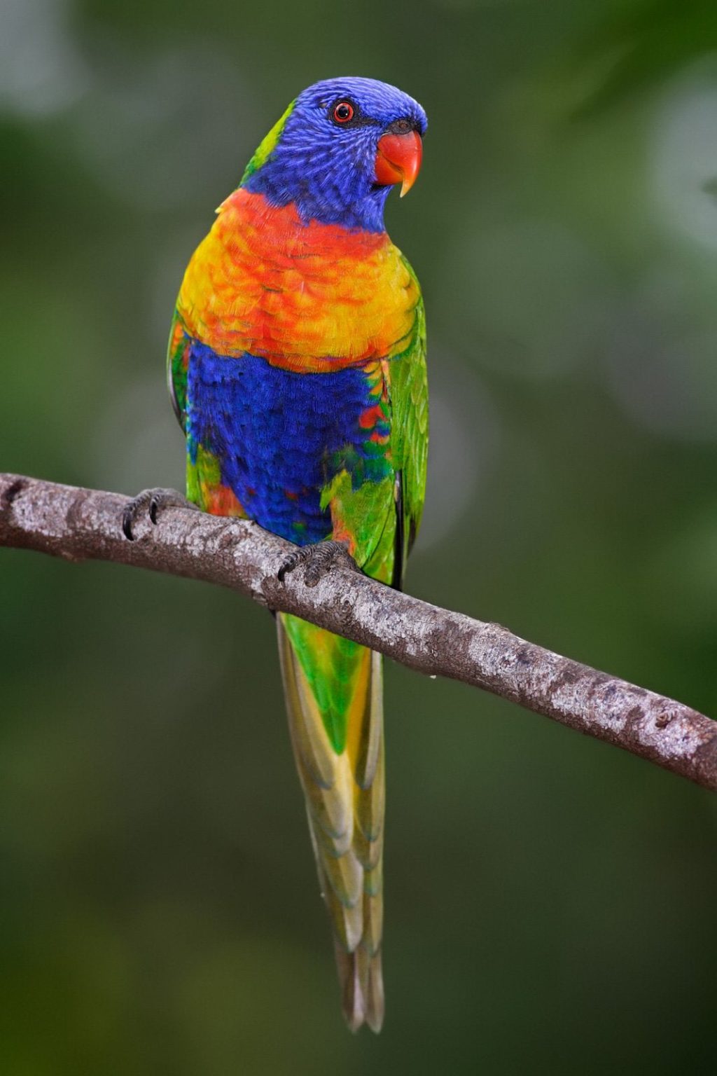 Rainbow-lorikeet.-2-1024x1536 Top 20 Most Beautiful Colorful Birds in The World