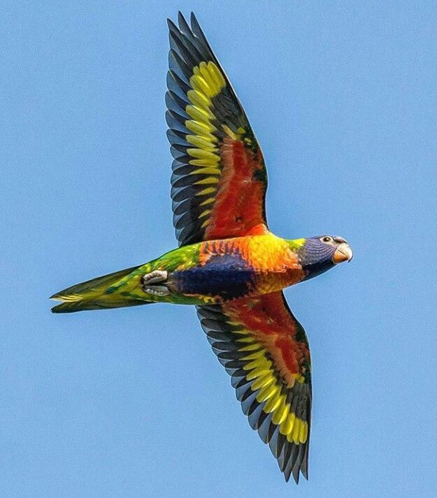 Rainbow-lorikeet.-3 Top 20 Most Beautiful Colorful Birds in The World