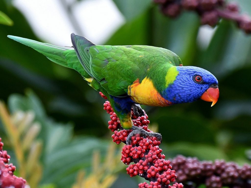 Rainbow-lorikeet..-1024x768 Top 20 Most Beautiful Colorful Birds in The World