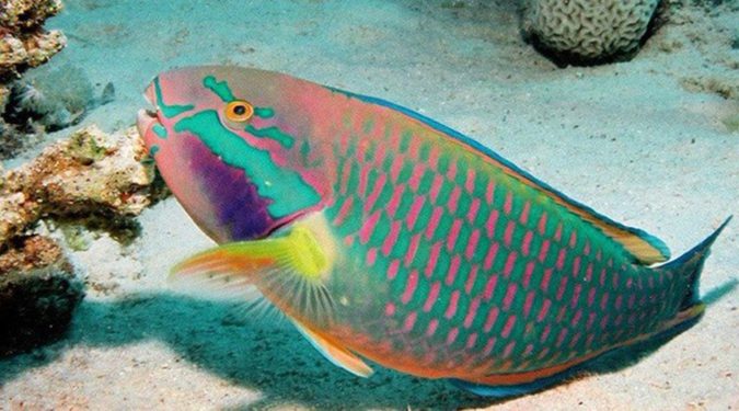Top 10 Most Beautiful Colorful Fish Types 20 Rainbow parrotfish Top 10 Most Beautiful Colorful Fish Types - 20