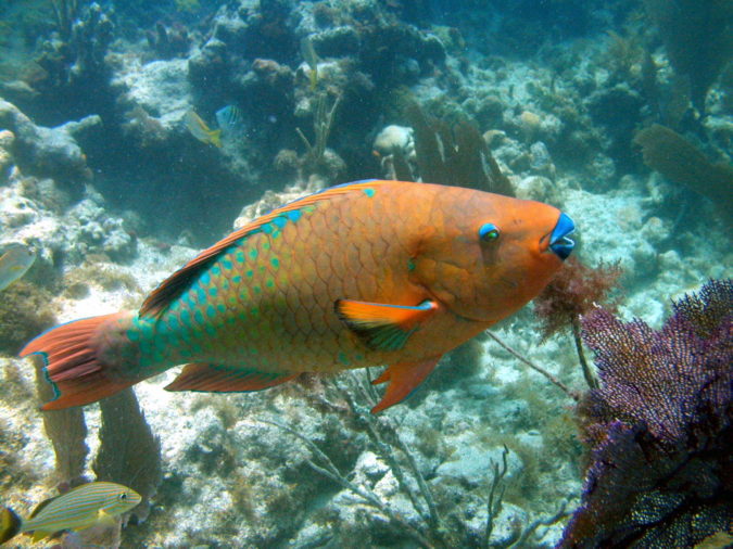 Top 10 Most Beautiful Colorful Fish Types 19 Rainbow parrotfish. Top 10 Most Beautiful Colorful Fish Types - 19
