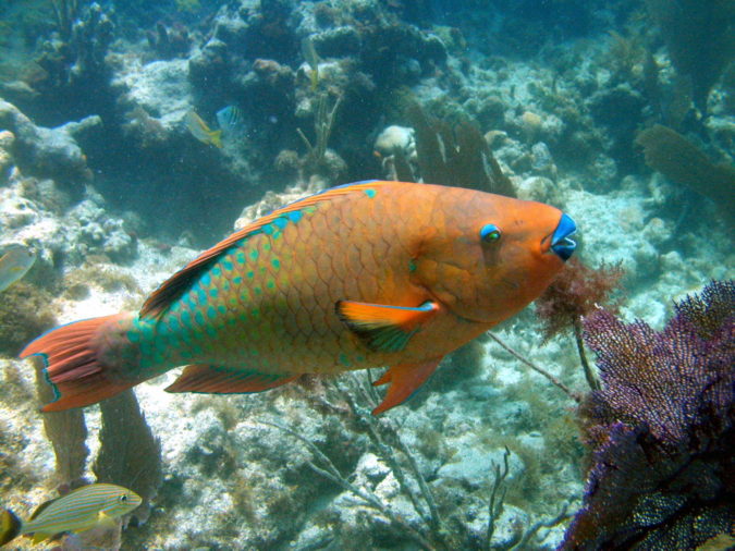 Rainbow-parrotfish.-675x506 Top 10 Most Beautiful Colorful Fish Types