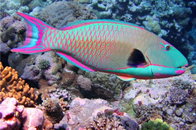 Rainbow-parrotfish..-675x450 Top 10 Most Beautiful Colorful Fish Types