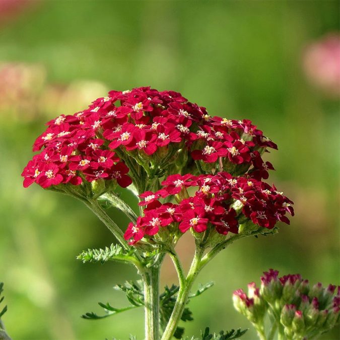 Top 10 Flowers that Bloom All Summer 26 Red Yarrow Top 10 Flowers that Bloom All Summer - 26