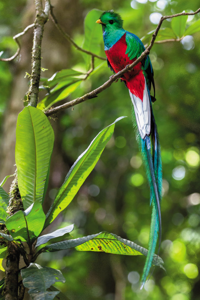 Resplendent Quetzal Top 20 Most Beautiful Colorful Birds in The World - 56