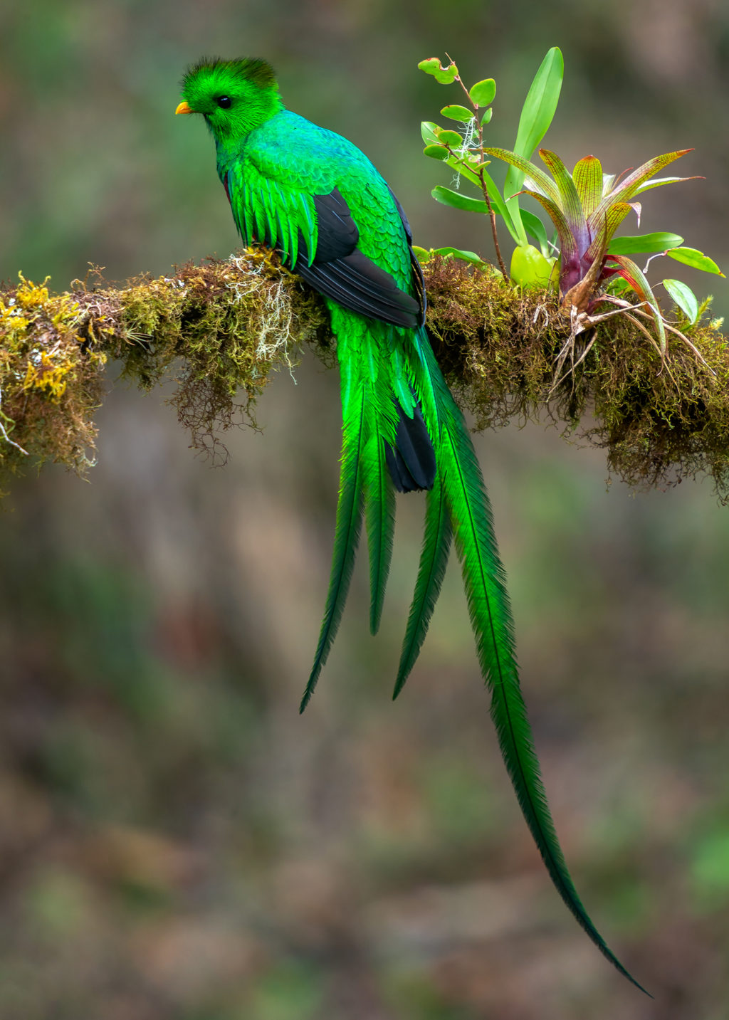 Resplendent Quetzal.. Top 20 Most Beautiful Colorful Birds in The World - 58